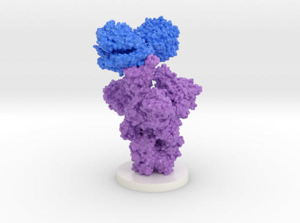 SARS-CoV-2 Spike Glycoprotein ACE2 Complex 7MJM (Rush Nylon)