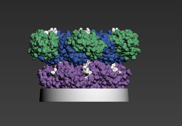 ATPase 5FTN-down (Rush Nylon)