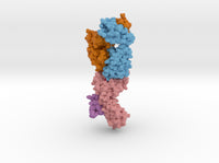 T-cell Receptor in Complex with HLA-A1 5BRZ 3d printed