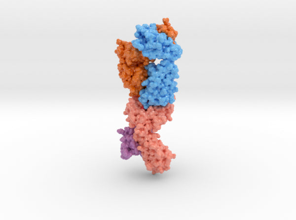 T-cell Receptor in Complex with HLA-A1 5BRZ 3d printed