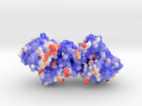 Pseudopaline dehydrogenase with NADP+ bound 6PBM