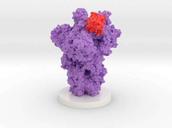 SARS-CoV-2 Spike Glycoprotein Ab6 Complex 8DLX (Rush Nylon)