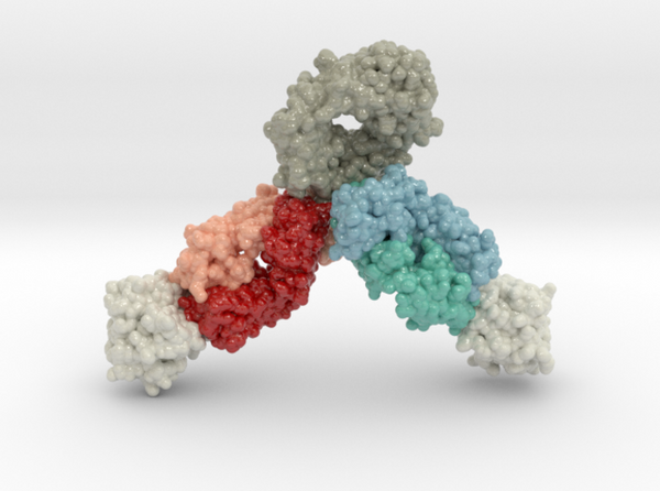 Biologic Models 3D Printed – Biologic Models