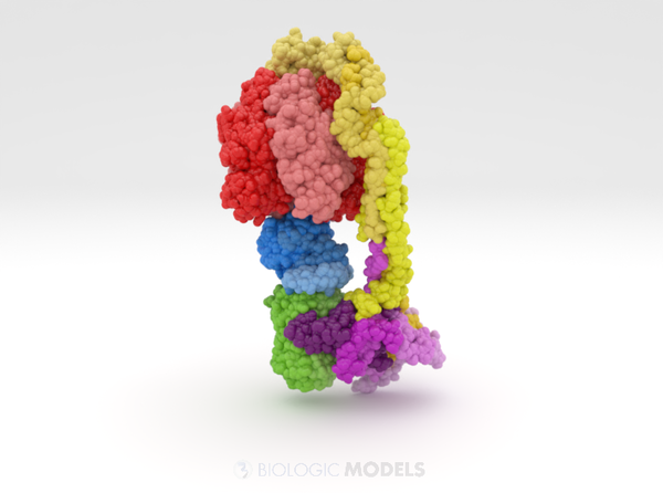 ATP Synthase 8h9v