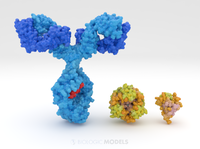 Antibody, Insulin Hexamer, and Insulin Monomer (Nylon Rush)