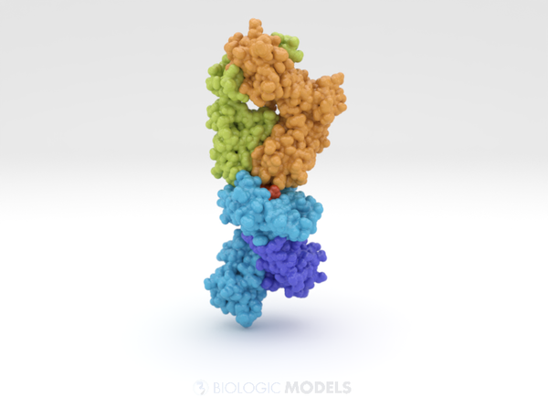 T-cell Receptor in Complex with HLA-A1 5BRZ