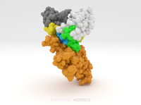 IL21R with antibody