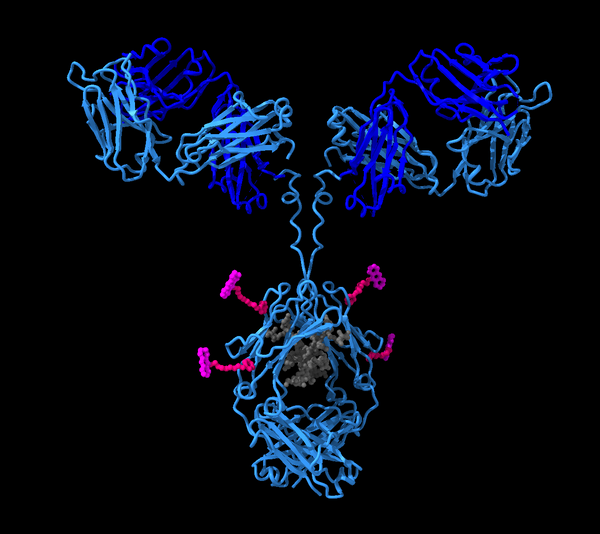 Antibody Drug Conjugate Digital Model - Ribbon