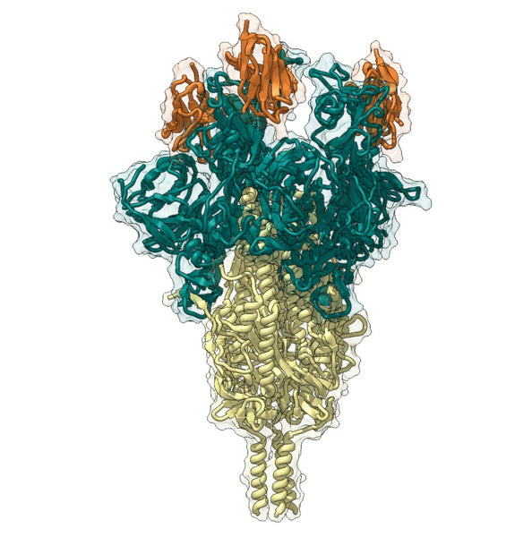 SARS-CoV-2 Spike Glycoprotein Bound to Neutralizing Nanobodies 7VQ0 (ver2)