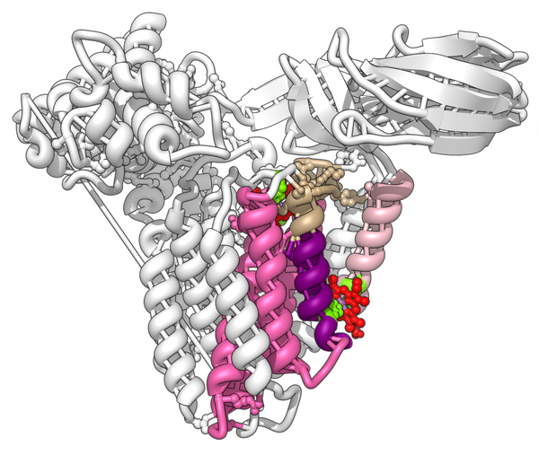 Custom Protein (Salekin)