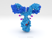 Antibody Drug Conjugate x4