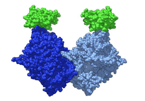 Fibroblast activation protein alpha 9DVR