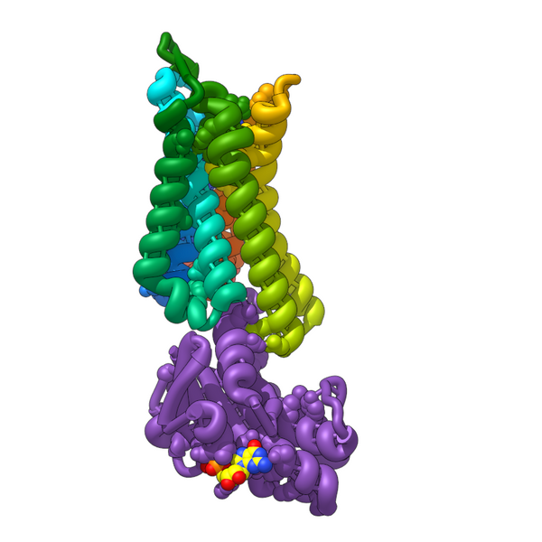 A2a receptor bound to G protein 5G53