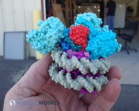 Nucleosome COMPASS Complex 6UH5