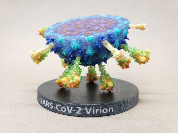 SARS-CoV-2 Virion Half