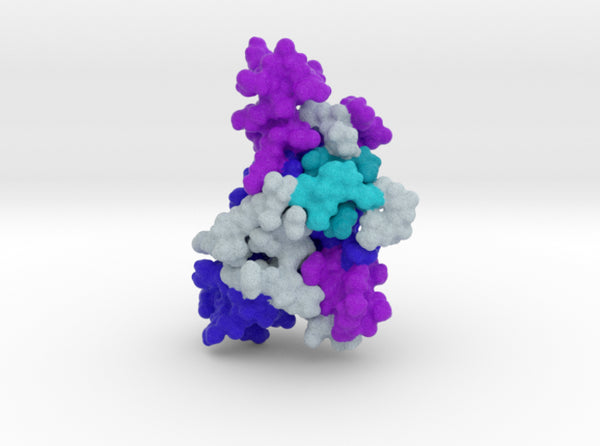 Human Prion Protein Surface 3d printed