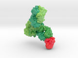 Monoclonal IgG4 Antibody bound to PD-1 5dk3 5ggr 3d printed