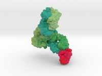 Monoclonal IgG4 Antibody bound to PD1