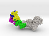 HCMV Pentamer Complex 5VOB