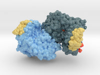 Ribonucleotide Reductase 6MT9 3d printed