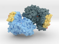 Ribonucleotide Reductase 6MT9 3d printed