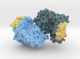 Ribonucleotide Reductase 6MT9 3d printed