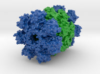 Proteasome 1Q5R 3d printed