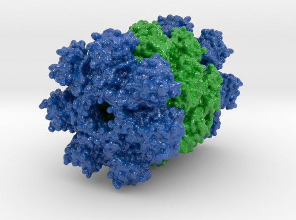 Proteasome 1Q5R 3d printed