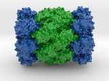 Proteasome 1Q5R 3d printed