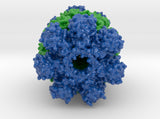 Proteasome 1Q5R 3d printed