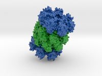 Proteasome 1Q5R 3d printed