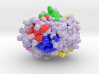 Protein Phosphatase 1 4MOV 3d printed