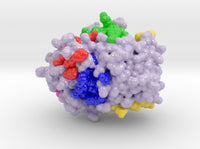 Protein Phosphatase 1 4MOV 3d printed