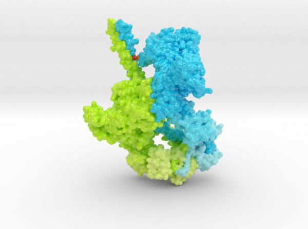 Human Beta Cardiac Myosin SRX 5TBY 3d printed