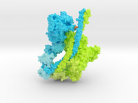 Human Beta Cardiac Myosin SRX 5TBY 3d printed