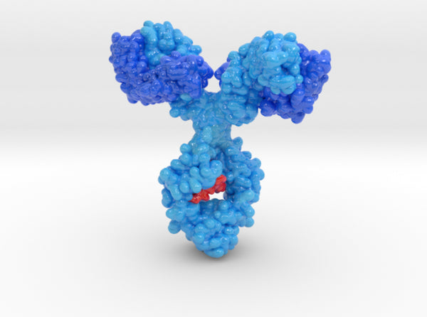 Antibody IGg1 3d printed