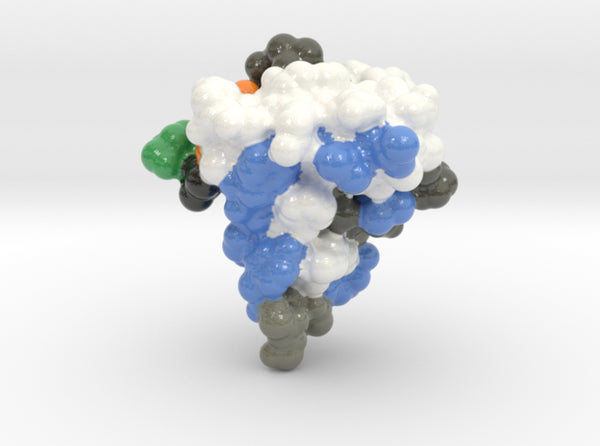 ExtraLarge INSULIN-LIKE GROWTH FACT 2GF1 3d printed