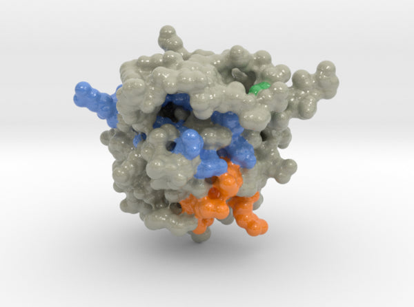 FIBROBLAST GROWTH FACTOR (FGF-2) 1BLA - 3 3d printed