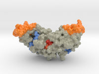 HUMAN BONE MORPHOGENETIC PROTEIN-2 (BMP-2) 3BMP -3 3d printed