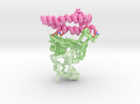 SARS-CoV-1 RBD ACE2 Receptor Complex 6ACG