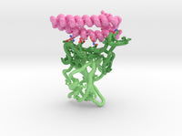 SARS-CoV-2 RBD ACE2 Receptor Complex 6M17