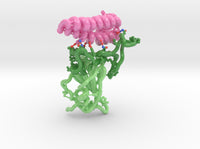 SARS-CoV-2 RBD ACE2 Receptor Complex 6M17