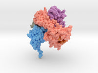 CD8 Alpha Beta/H-2Dd Complex 3DMM 3d printed