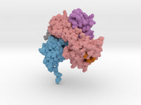 CD8 Alpha Beta/H-2Dd Complex 3DMM 3d printed