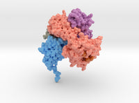 CD8 Alpha Beta/H-2Dd Complex 3DMM 3d printed