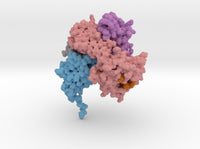 CD8 Alpha Beta/H-2Dd Complex 3DMM 3d printed