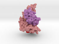 HLA-A Bound to PHOX2B 7MJA 3d printed