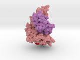 HLA-A Bound to PHOX2B 7MJA 3d printed