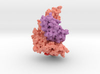 HLA-A Bound to PHOX2B 7MJA 3d printed