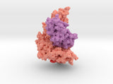 HLA-A Bound to PHOX2B 7MJA 3d printed